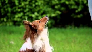 SHELTIE DIEGO Amazing Dog Tricks [upl. by Robers432]