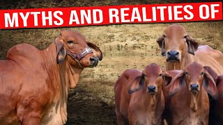 🔴RED BRAHMAN Cattle Myths and Realities ✅ Biggest Bulls And Cow [upl. by Bearce777]