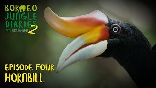 Hornbills Mystical and Majestic  Borneo Jungle Diaries S02E04  SZtv [upl. by Hagai]