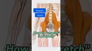 The Best Way to Loosen Up Your Iliopsoas Muscle [upl. by Dust789]