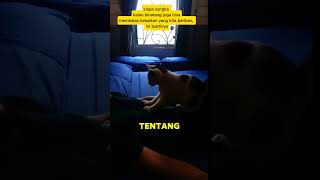 BALAS BUDI KUCING KEPADS MAJIKANNYA [upl. by Bendicty]