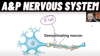 Oligodendrocytes vs Schwann Cells GuillainBarré Syndrome amp Multiple sclerosis MS Demyelination [upl. by Yarb]