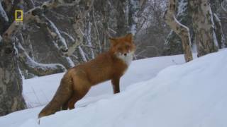 Nat Geo Wild Wild Russia Kamchatka HD Nature Documentary [upl. by Oinolopa889]