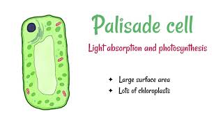 Palisade and Roots hair cell [upl. by Nelyahs]