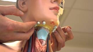 Clinical Examination  Head and Neck Lymph nodes [upl. by Manbahs]