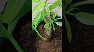 Best Method of Mango Tree Propagation is Easy and Fastshorts [upl. by Ramoj]