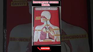 Respiratory system Model💡for school project ideas schoolproject respiratorysystem [upl. by Regdirb]