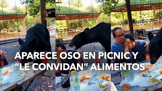 Aparece oso en picnic y “le convidan” alimentos [upl. by Tsepmet454]