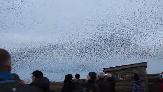 Starling murmuration at RSPB Otmoor 2020 [upl. by Breanne129]