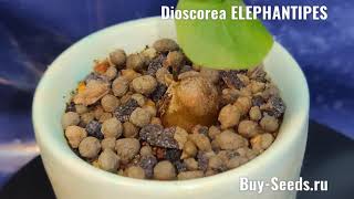 Dioscorea ELEPHANTIPES  Диоскорея Слоновая [upl. by Furiya511]