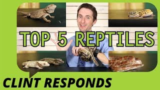 Top 5 Reptiles For Beginners Clint Responds [upl. by Pammie]