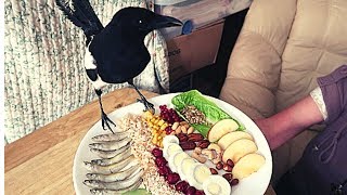 Crows and Magpie feeding Video [upl. by Ande629]