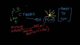 Nociception 2 of 4 CFibers and Motor Effects [upl. by Myrvyn210]