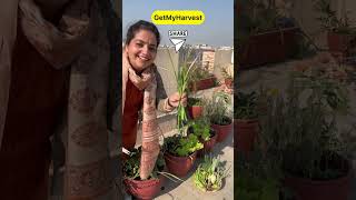 December ka Harvest from Terrace Garden  Itni badi Knol Knol  Karonda aur kya kya shorts [upl. by Hallerson]