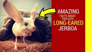 Long eared Jerboa facts for kids Amazing facts about cute Jerboa baby pet [upl. by Nylssej]