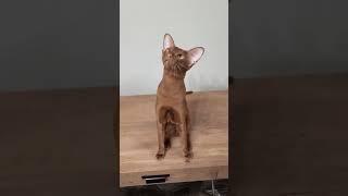 Cinnamon Oriental Shorthair Cat 🧡 [upl. by Diella553]