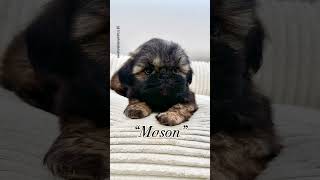 “Mason” Shih tzu shihtzupuppies shihtzumania shihtzu shihtzucuteness pets cute [upl. by Ylime]