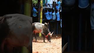 Jallikattu Love Whatsapp Status💚 jallikattu jallikattu2024 shots [upl. by Scales]