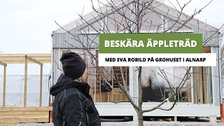 Beskära äppleträd med Eva Robild på Grohuset  Hemmaodlat [upl. by Milewski]