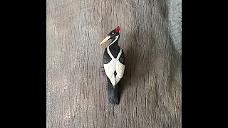 Ivory Billed Woodpecker Lives [upl. by Patton]