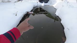 What its Like to Have a Pond in North America in the Winter  Buffalo NY Pond Heating System Deicer [upl. by Pang]