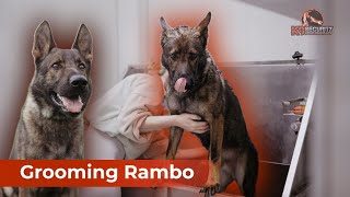 De shedding a K9 German Shepherd  Rambo [upl. by Anirehtac]