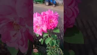 Chinnama odia song rose trending viralshort odiasong odiatrendingsong [upl. by Marie-Jeanne148]