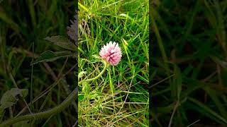 💮ALSIKE CLOVER FLOWER💮trifolium hybridum [upl. by Raquel222]