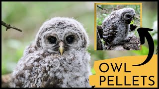 Barred Owl Chick Regurgitates Pellets  INCREDIBLE CLOSE UP [upl. by Schroder]