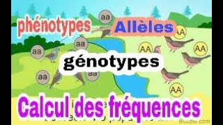 Méthodes de calcul des fréquences des phénotypes génotypes et des allèles [upl. by Llenahs]