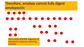 Amylose and Amylopectin Chemical Digestion [upl. by Halsy]