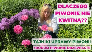 Dlaczego piwonie nie kwitną Oto7 powodów Jak uprawiać piwonie oraz bonus piwonie drzewiaste [upl. by Ahsirpac]