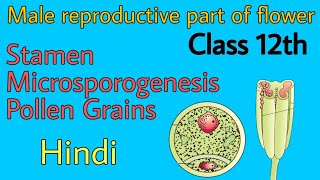 Stamen microsporangium and pollen grains class 12th by be educated in hindi [upl. by Eselahc465]