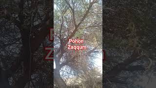 POHON ZAQQUM youtubeshorts youtube [upl. by Wojcik]