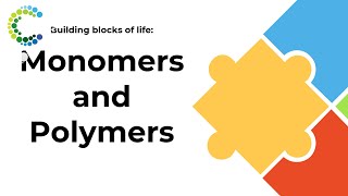 Building Blocks of Life Monomers and Polymers [upl. by Ennaeerb]