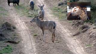 Caza de Venado Grande en Coahuila Mexico [upl. by Alano]