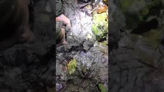 Truffle hunting Tartufo bianco d alba 2019 White truffle da record il Più grande [upl. by Azarria931]