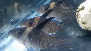 NEW Corydoras Delphax False Blochi Cory [upl. by Lonergan]