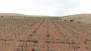 Export grape farm near Kakamas Northern Cape [upl. by Johnna]