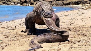 Komodo Dragon  Predator That Swallows Everything on its Way [upl. by Ros]