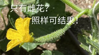 【种菜】只有雌花就能结果？全雌强雌黄瓜了解一下｜无需授粉高产黄瓜｜Parthenocarpic Cucumber [upl. by Pritchard]