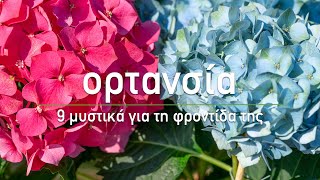 🌷 Ορτανσία 9 μυστικά για τη φροντίδα της  Τα Μυστικά του Κήπου [upl. by Alyhc]