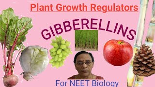 Plant Growth Regulators  Gibberellins [upl. by Zucker]