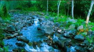 Relax Your Mind in Green Forest Listen Sounds of Nature Murmuring Stream and Chirping Birds ASMR [upl. by Marchese]