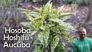 Aucuba Japonica  Hosaba Hoshifu [upl. by Llimaj]