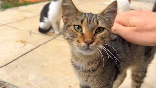 Homeless cat agreed to be friends purring so cute [upl. by Notnil]