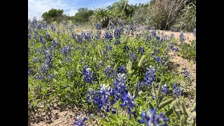 The Road to Texas Fandango 2024 via Enchanted Rock and the Willow City Loop [upl. by Ulyram]