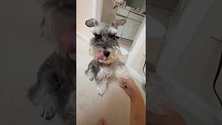 Daily hand massage schnauzer minischnauzer dogshorts puppy funnydog [upl. by Conlee]