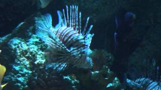 Volitans Lionfish Pterois volitans  Tropical Fish [upl. by Diane510]