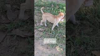 Lusi làm miếng dừa nhé dog dogs [upl. by Dlaregztif]